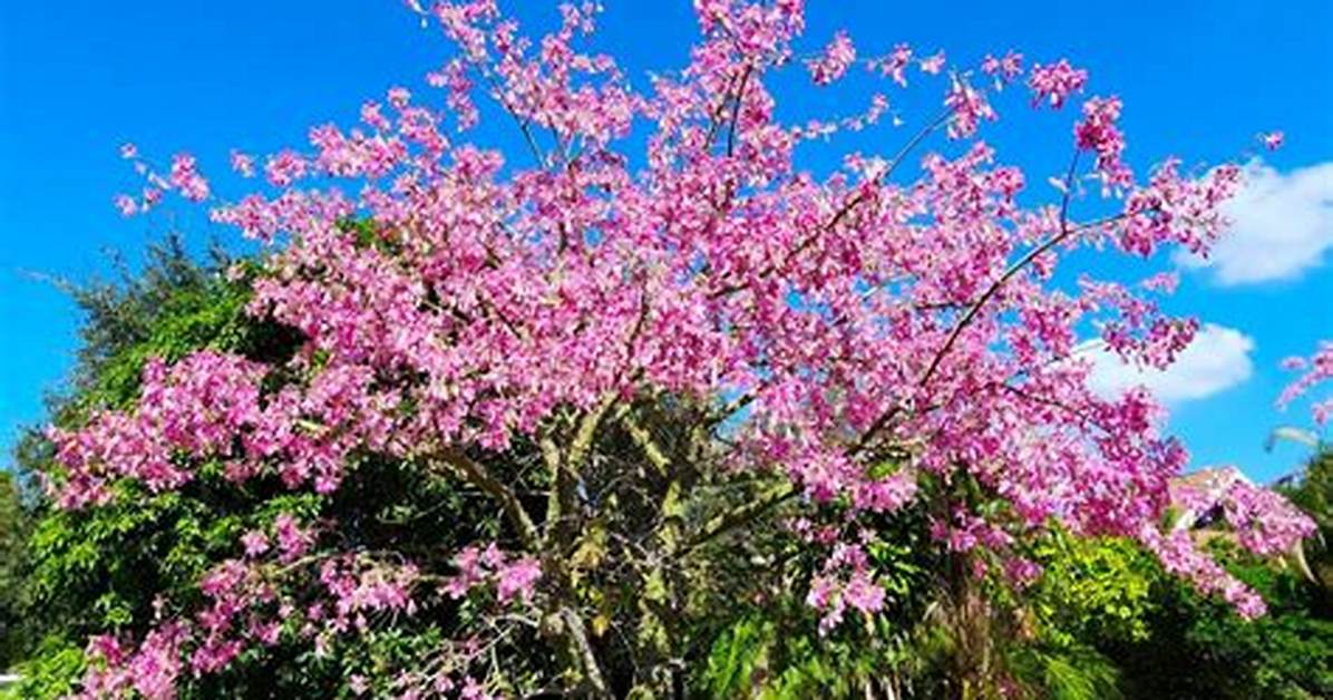 When Does Silk Floss Tree Bloom?