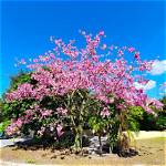 When Does Silk Floss Tree Bloom?