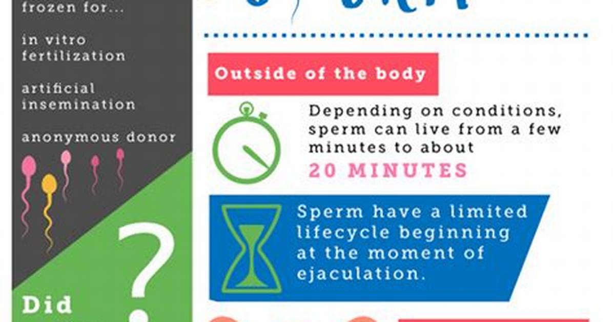 When Does Sperm Die