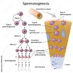 When Does Spermatogenesis Begin and End?
