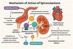 When Does Spironolactone Start Working?