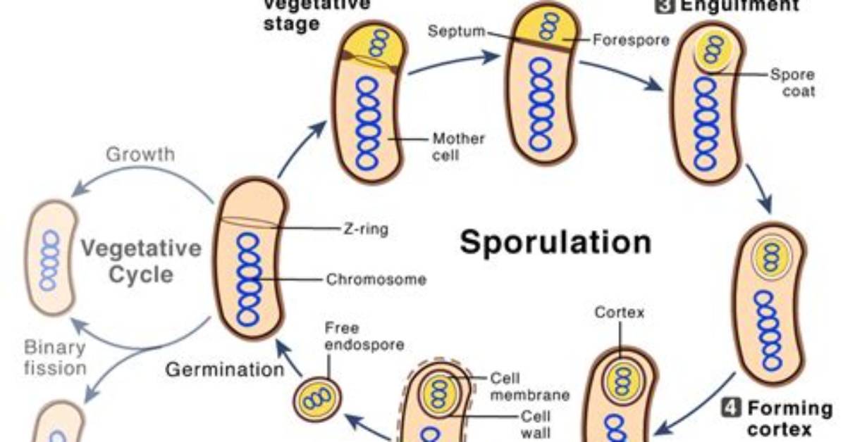When Does Sporulation Occur?