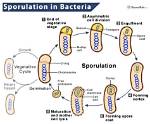 When Does Sporulation Occur?