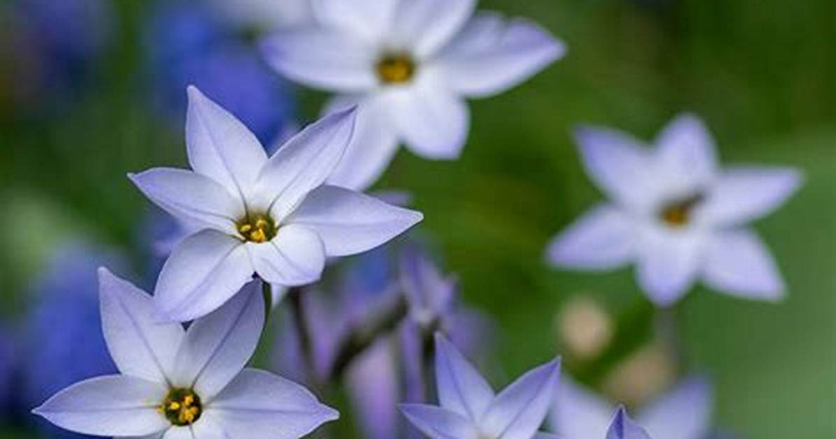When Does Spring Star Flower Bloom?
