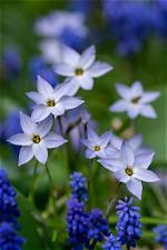 When Does Spring Star Flower Bloom?