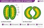 When Does Stomata Close?