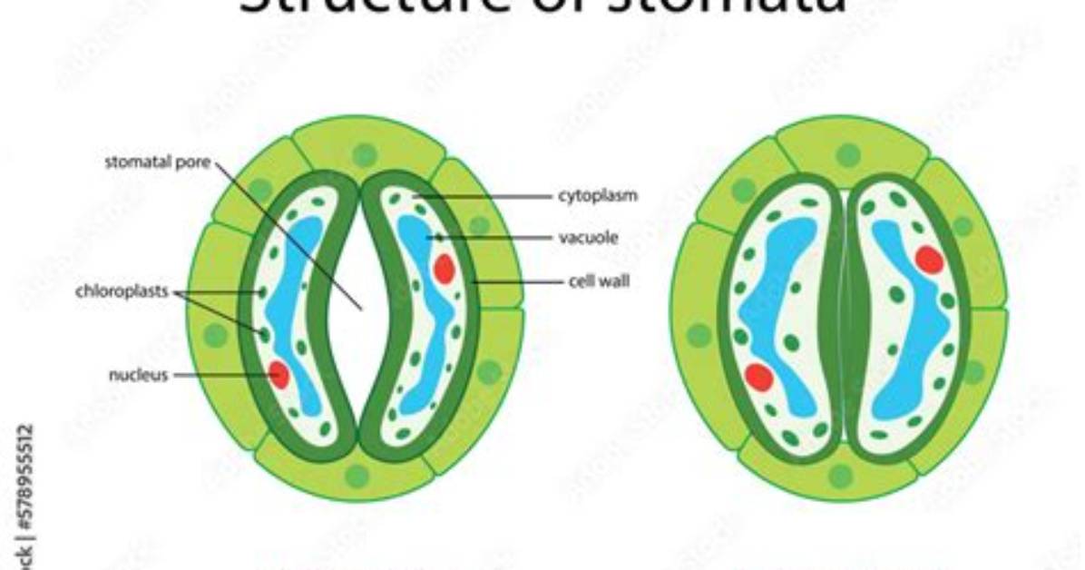 When Does Stomatal Pores Open?