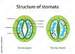 When Does Stomatal Pores Open?
