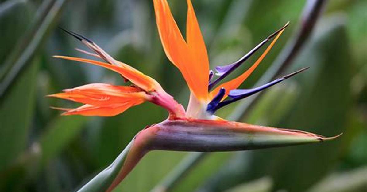 When Does Strelitzia Flower?