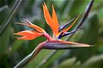When Does Strelitzia Flower?