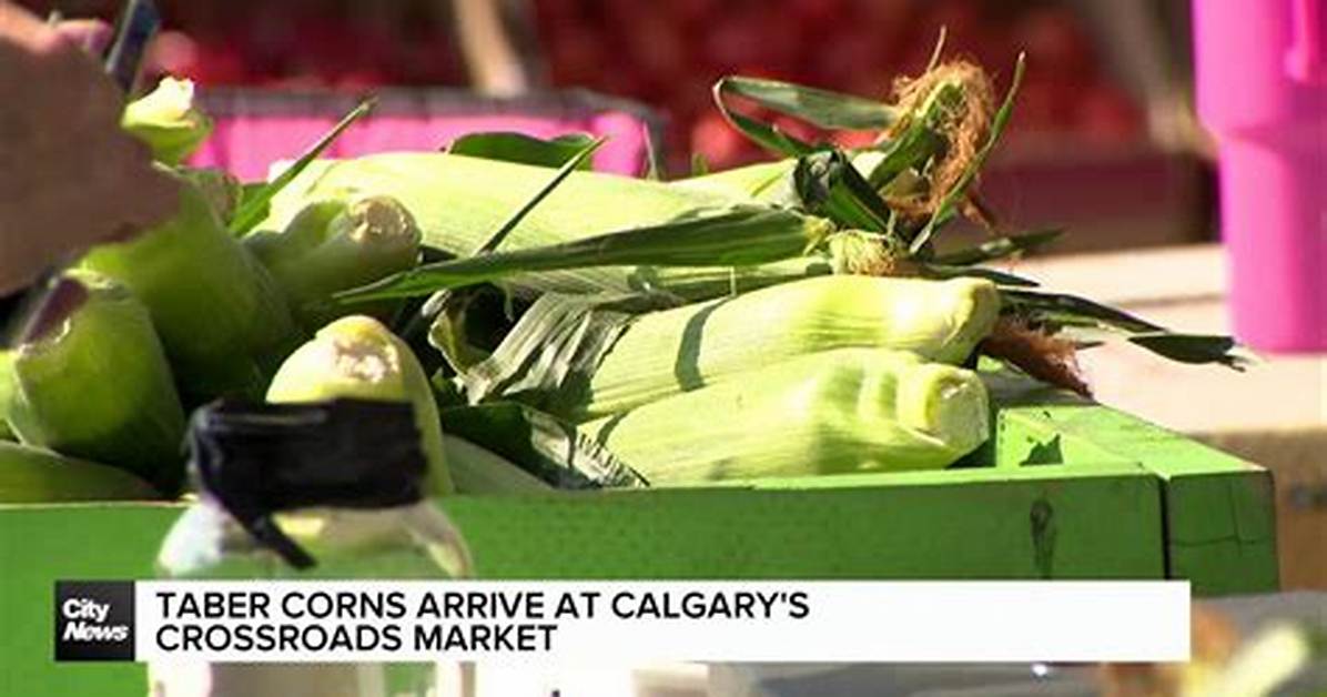 When Does Taber Corn Come out?