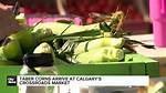 When Does Taber Corn Come out?
