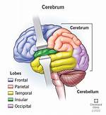 When Does the Cerebrum Develop in a Fetus?