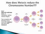 When Does the Chromosome Number Get Reduced by Half?