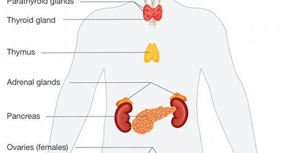 When Does the Endocrine System Work?