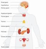 When Does the Endocrine System Work?