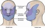 When Does the Frontonasal Process?