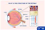 When Does the Retina Do?
