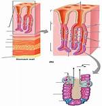 When Does the Stomach Secrete?