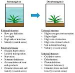 When Does the Submergence Occur?