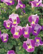 When Does Torenia Bloom?