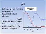 When Does Trypsin Denature?