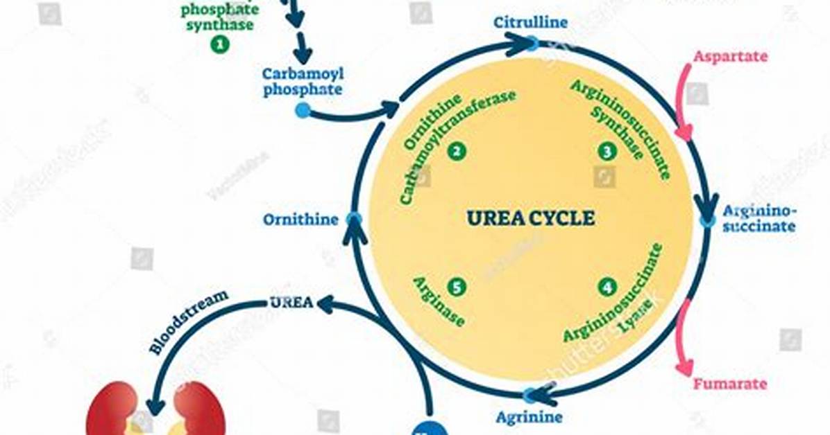 When Does Urea Volatilize?