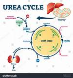 When Does Urea Volatilize?