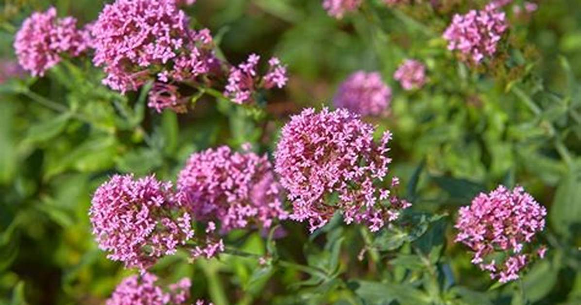 When Does Valerian Bloom?