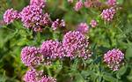 When Does Valerian Bloom?