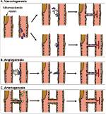 When Does Vasculogenesis Occur?