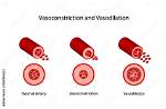 When Does Vasoconstriction Occur?