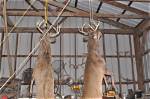 When Does Venison Go Bad?