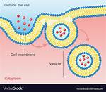When Does Vesicles Happen?