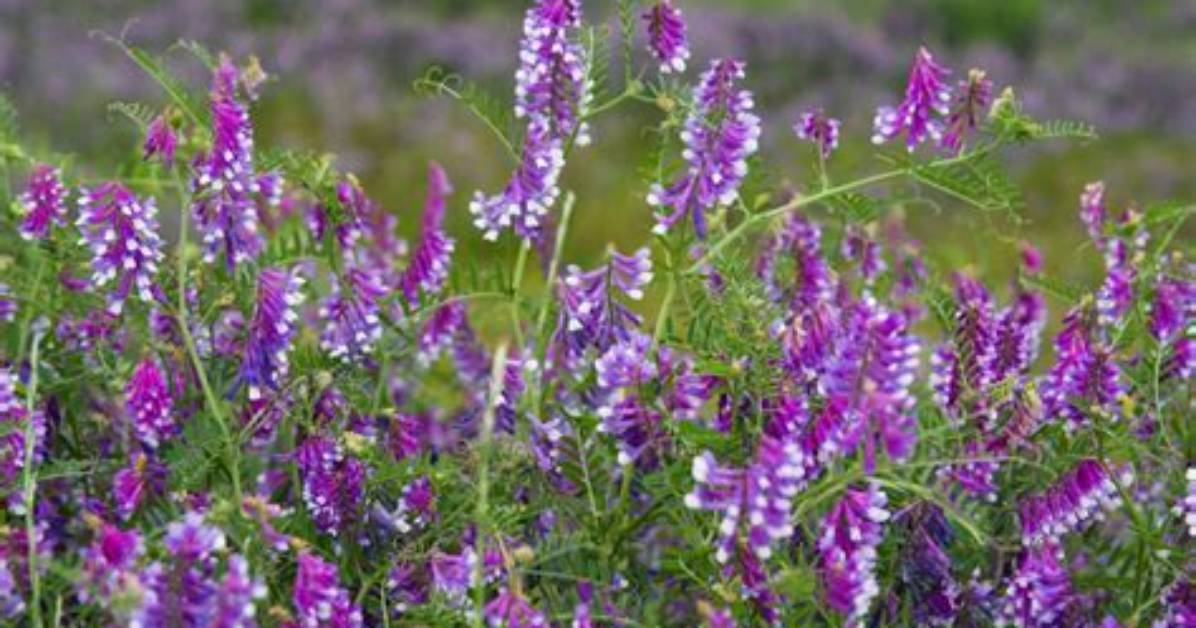 When Does Vetch Flower?