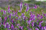 When Does Vetch Flower?