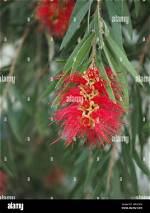 When Does Viminalis Flower?