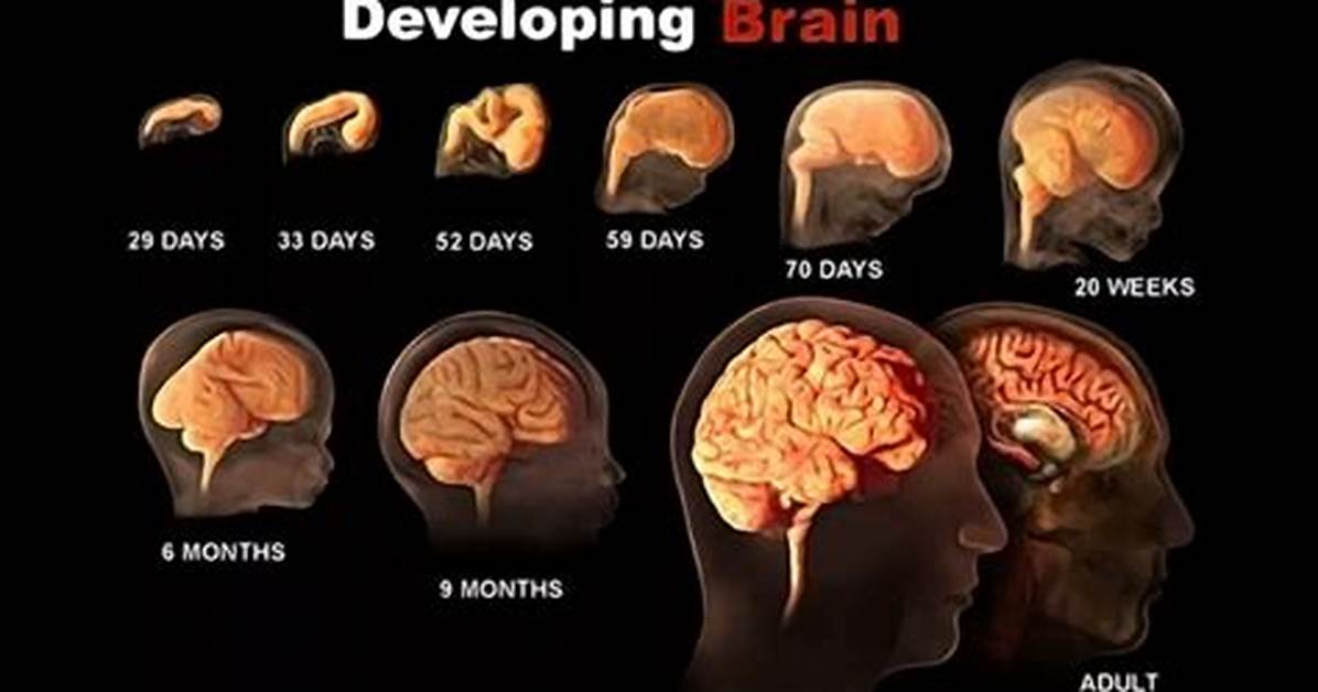 When Does Your Brain Fully Develop