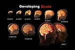 When Does Your Brain Fully Develop