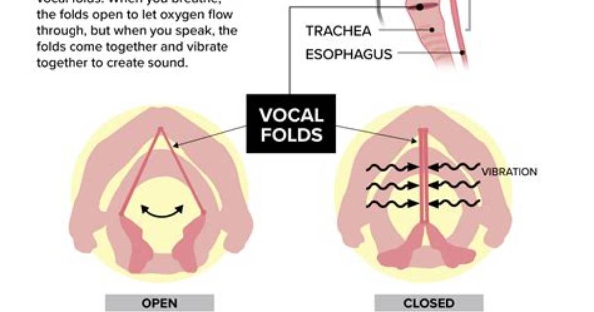 When Does Your Voice Fully Develop