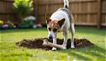 When Dogs Bury Bones?