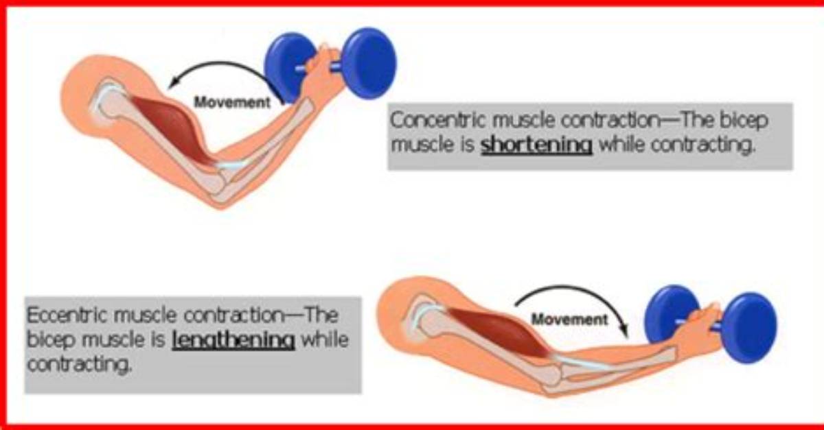 When Eccentric Contraction Occurs?