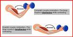 When Eccentric Contraction Occurs?