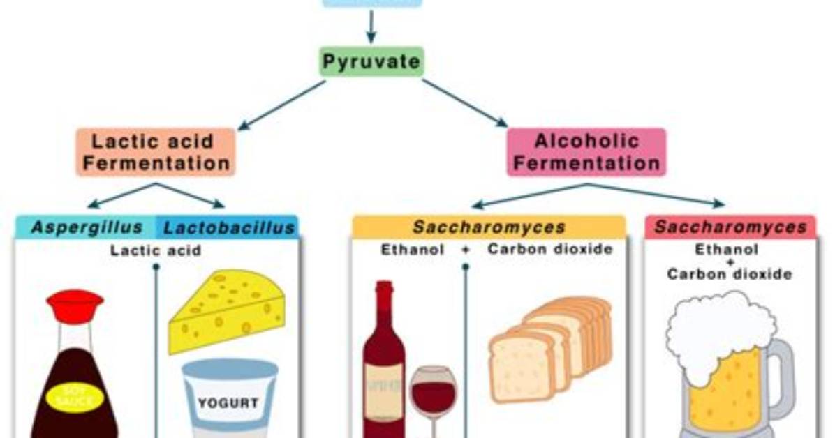 When Fermentation Is Complete?