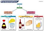When Fermentation Is Complete?