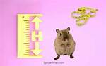 When Gerbils Stop Growing?