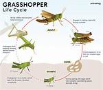 When Grasshopper Shows up?