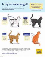 When Is a Cat Underweight?