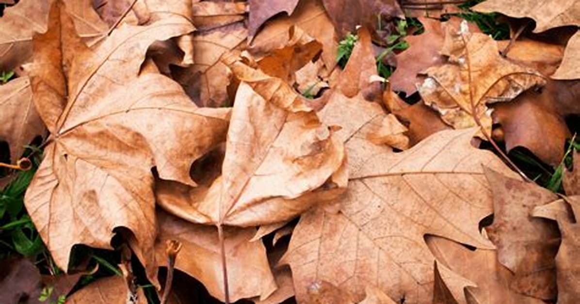 When Is a Leaf Dead?