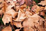 When Is a Leaf Dead?